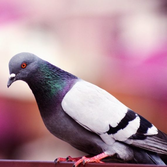 Birds, Pest Control in Chiswick, W4. Call Now! 020 8166 9746