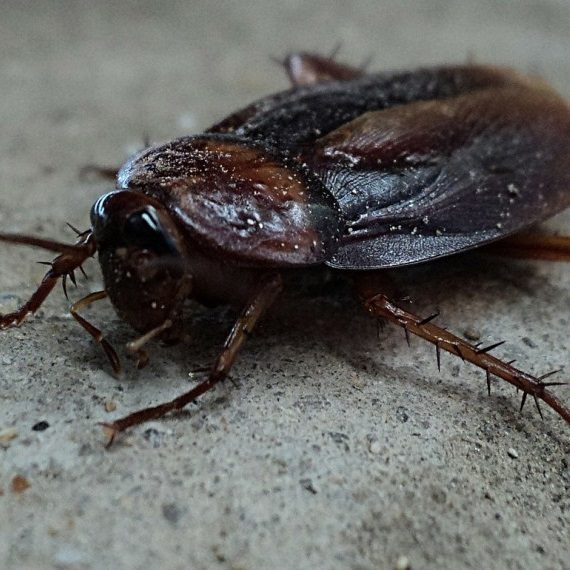 Cockroaches, Pest Control in Chiswick, W4. Call Now! 020 8166 9746