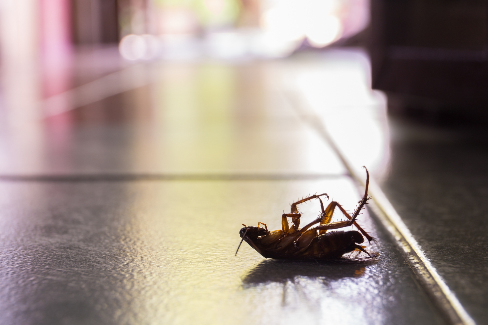 Cockroach Control, Pest Control in Chiswick, W4. Call Now 020 8166 9746