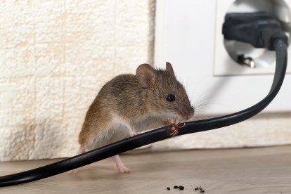 Pest Control in Chiswick, W4. Call Now! 020 8166 9746