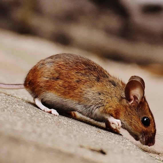 Mice, Pest Control in Chiswick, W4. Call Now! 020 8166 9746