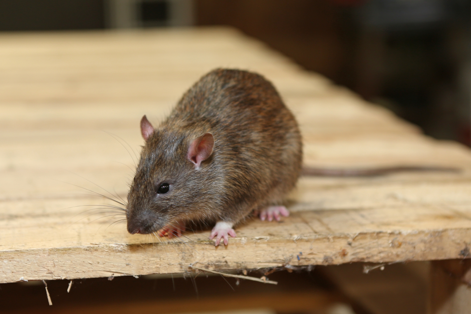 Rat Infestation, Pest Control in Chiswick, W4. Call Now 020 8166 9746