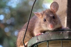 Rat Control, Pest Control in Chiswick, W4. Call Now 020 8166 9746