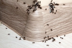 Ant Control, Pest Control in Chiswick, W4. Call Now 020 8166 9746