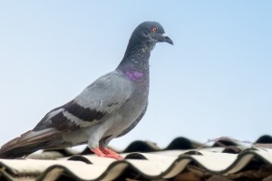 Pigeon Control, Pest Control in Chiswick, W4. Call Now 020 8166 9746