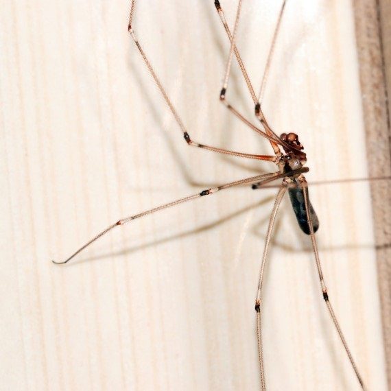 Spiders, Pest Control in Chiswick, W4. Call Now! 020 8166 9746