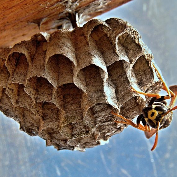 Wasps Nest, Pest Control in Chiswick, W4. Call Now! 020 8166 9746