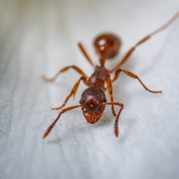 Field Ants, Pest Control in Chiswick, W4. Call Now! 020 8166 9746