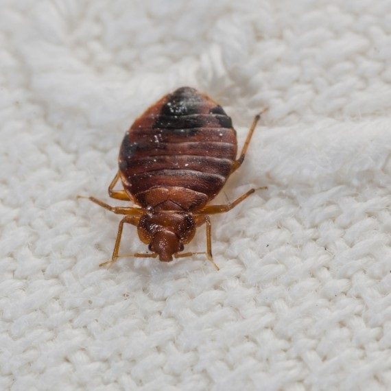 Bed Bugs, Pest Control in Chiswick, W4. Call Now! 020 8166 9746