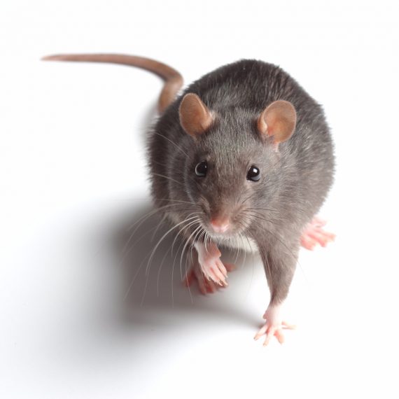 Rats, Pest Control in Chiswick, W4. Call Now! 020 8166 9746