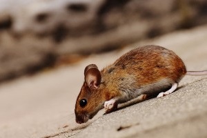 Mouse extermination, Pest Control in Chiswick, W4. Call Now 020 8166 9746
