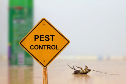 Pest Contol in Chiswick, W4. Call Now 020 8166 9746